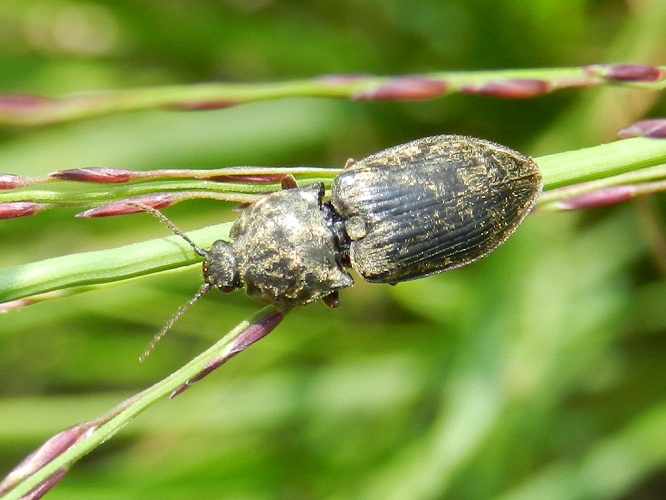 Elateridae: Agrypnus murinus